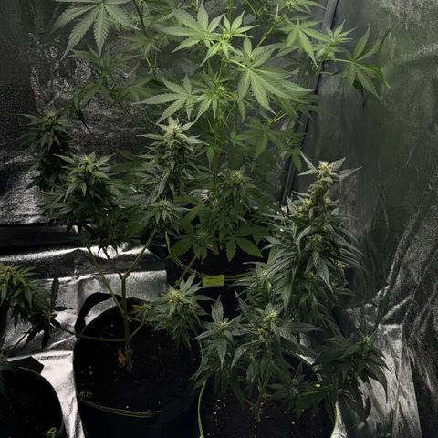 Sunset Sherbet Auto growlog timeline photo