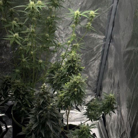 Sunset Sherbet Auto growlog timeline photo