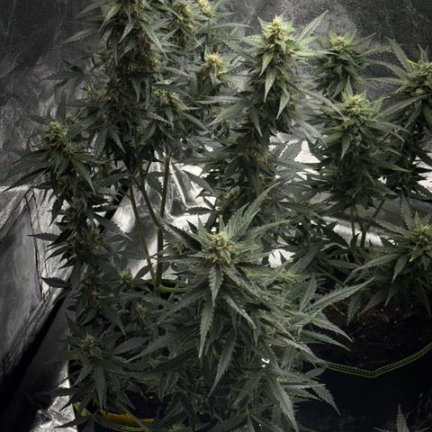 Wedding Cake Auto growlog timeline photo