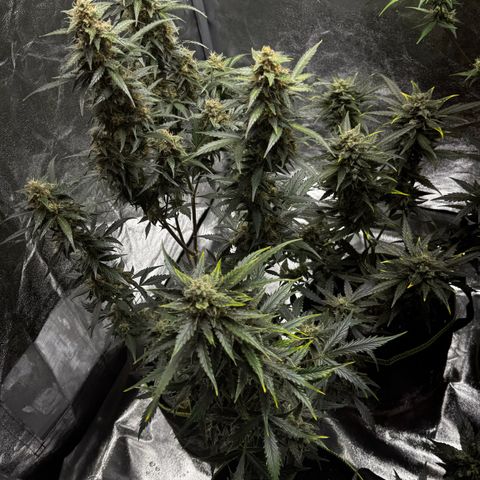 Wedding Cake Auto growlog timeline photo