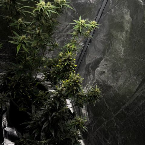 Sunset Sherbet Auto growlog timeline photo