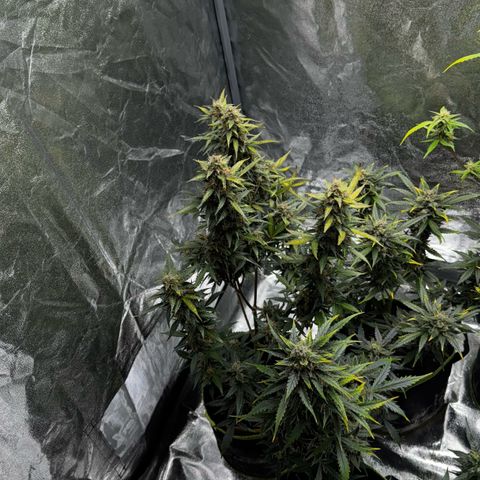 Wedding Cake Auto growlog timeline photo