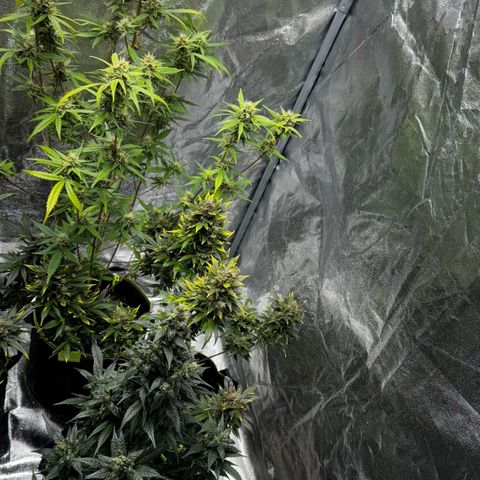 Sunset Sherbet Auto growlog timeline photo