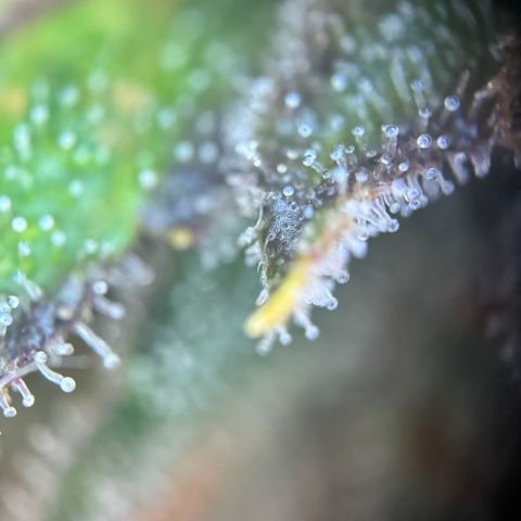 Wedding Cake Auto growlog timeline photo