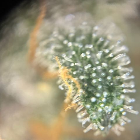 Wedding Cake Auto growlog timeline photo