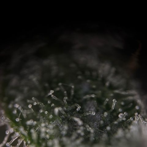 Wedding Cake Auto growlog timeline photo