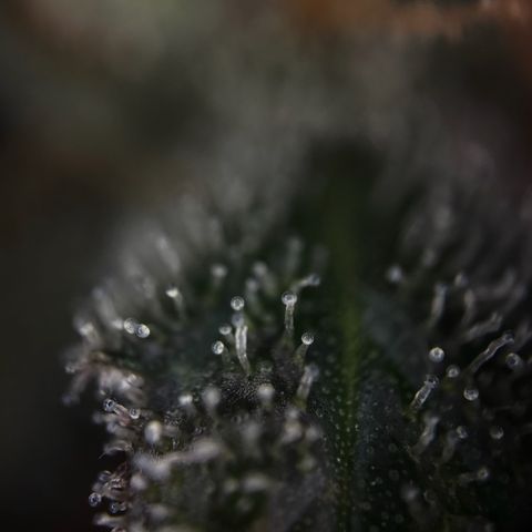 Wedding Cake Auto growlog timeline photo