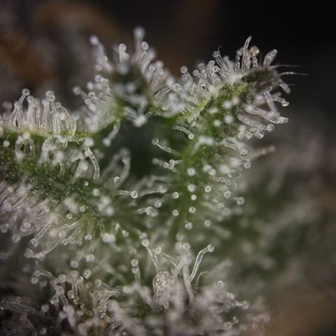 Wedding Cake Auto growlog timeline photo