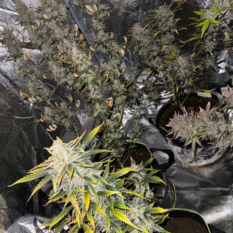 Wedding Cake Auto growlog timeline photo
