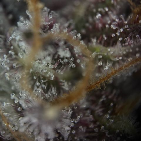 Wedding Cake Auto growlog timeline photo