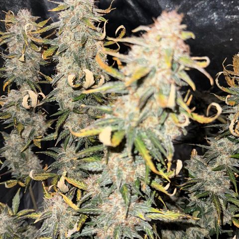 Wedding Cake Auto growlog timeline photo