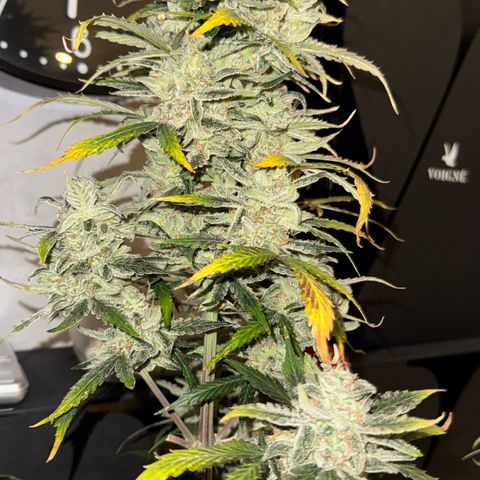 Wedding Cake Auto growlog timeline photo