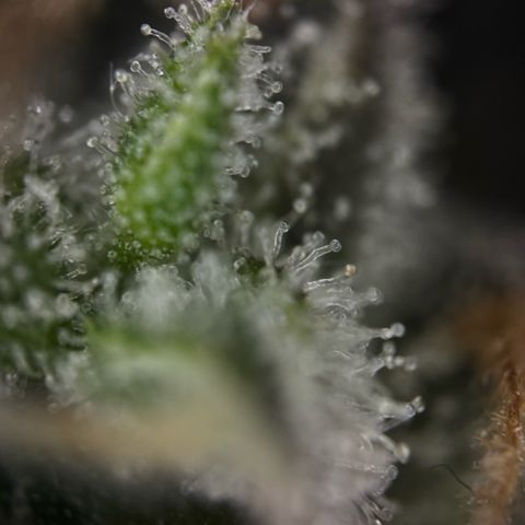 Wedding Cake Auto growlog timeline photo