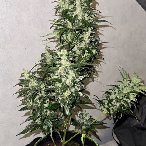 Sunset Sherbet Auto growlog timeline photo
