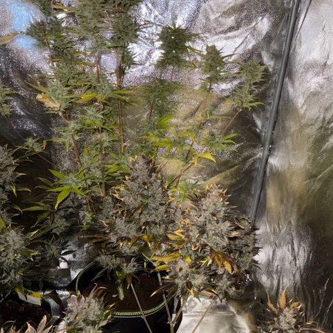 Sunset Sherbet Auto growlog timeline photo