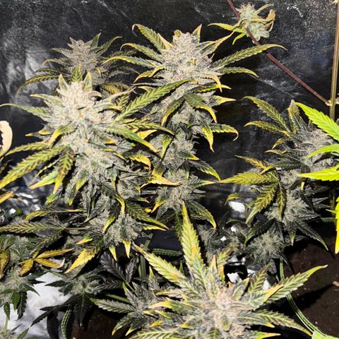 Wedding Cake Auto growlog timeline photo
