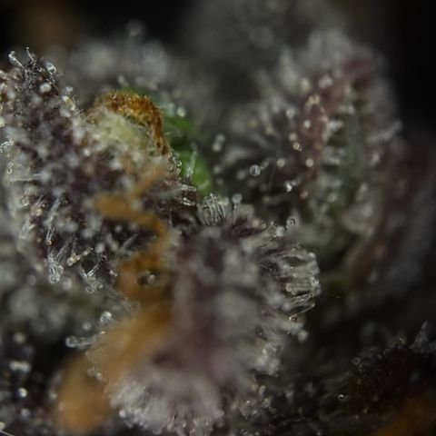 Sunset Sherbet Auto growlog timeline photo
