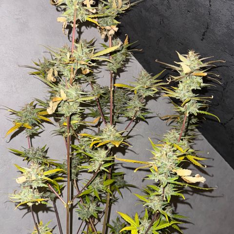 Sunset Sherbet Auto growlog timeline photo