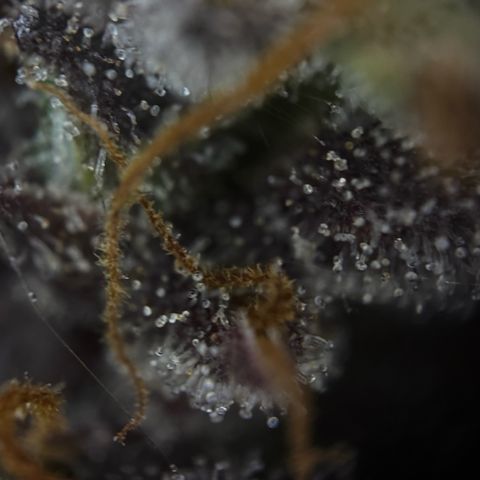 Sunset Sherbet Auto growlog timeline photo