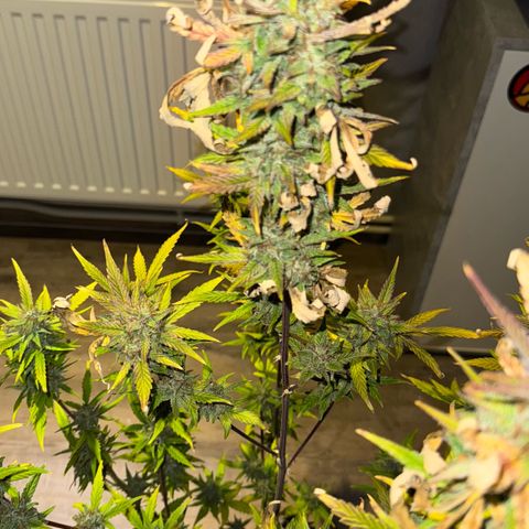 Sunset Sherbet Auto growlog timeline photo