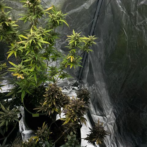 Sunset Sherbet Auto growlog timeline photo