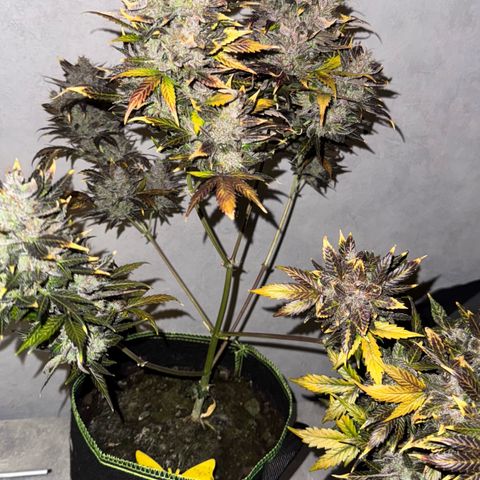 Sunset Sherbet Auto growlog timeline photo