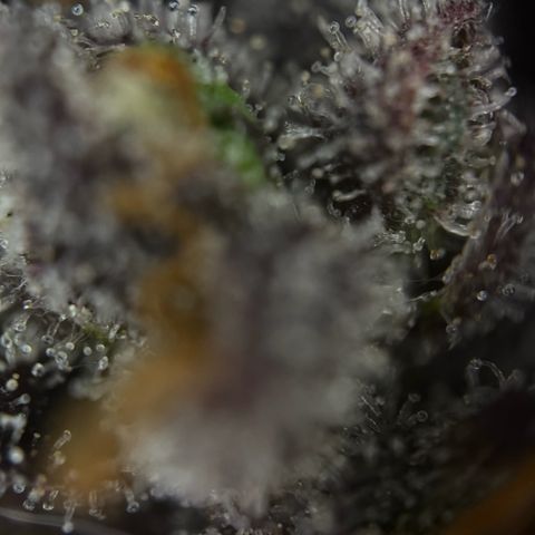 Sunset Sherbet Auto growlog timeline photo
