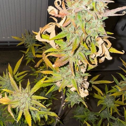 Sunset Sherbet Auto growlog timeline photo