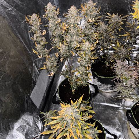 Wedding Cake Auto growlog timeline photo