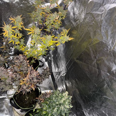 Sunset Sherbet Auto growlog timeline photo