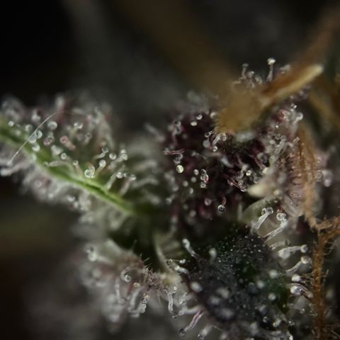 Wedding Cake Auto growlog timeline photo
