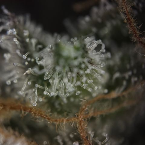 Wedding Cake Auto growlog timeline photo