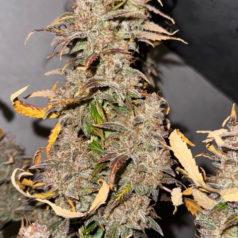 Wedding Cake Auto growlog timeline photo