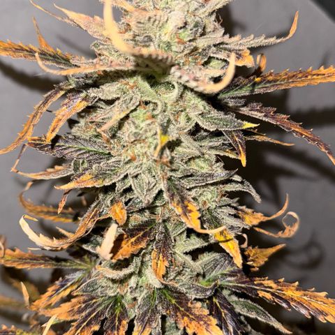 Wedding Cake Auto growlog timeline photo