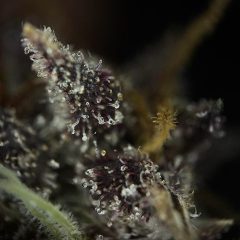 Wedding Cake Auto growlog timeline photo