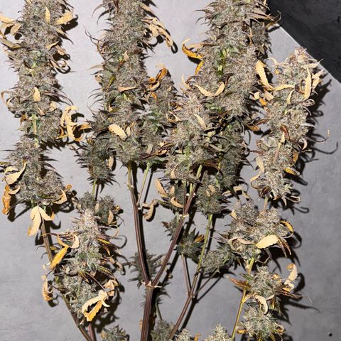 Wedding Cake Auto growlog timeline photo