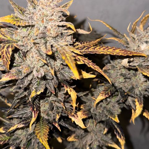 Wedding Cake Auto growlog timeline photo