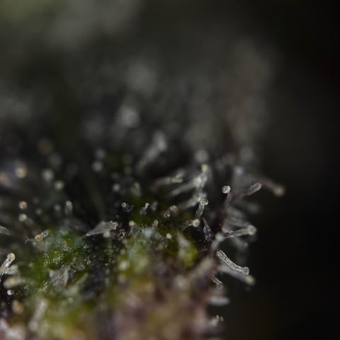 Wedding Cake Auto growlog timeline photo