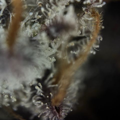 Wedding Cake Auto growlog timeline photo