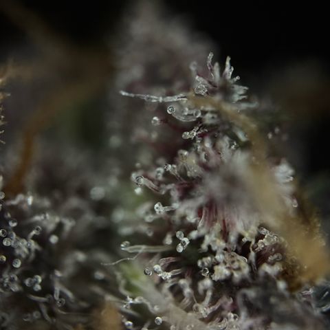 Wedding Cake Auto growlog timeline photo