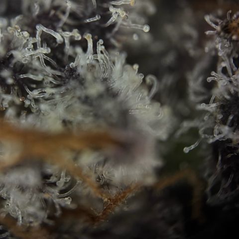 Wedding Cake Auto growlog timeline photo