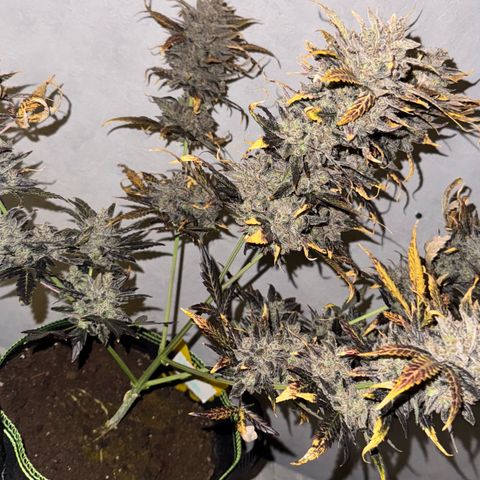 Wedding Cake Auto growlog timeline photo