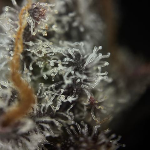 Wedding Cake Auto growlog timeline photo