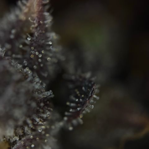 Sunset Sherbet Auto growlog timeline photo