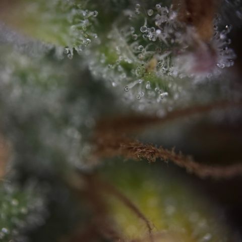 Sunset Sherbet Auto growlog timeline photo