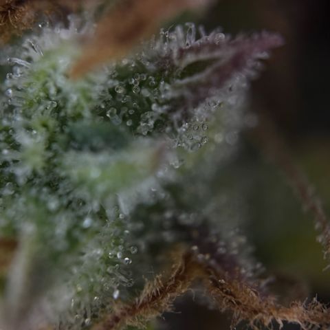 Sunset Sherbet Auto growlog timeline photo