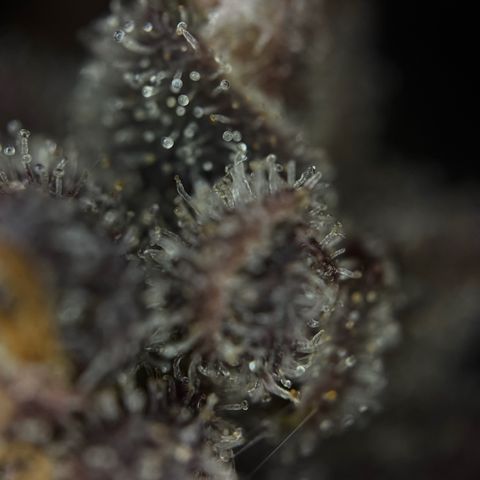 Sunset Sherbet Auto growlog timeline photo