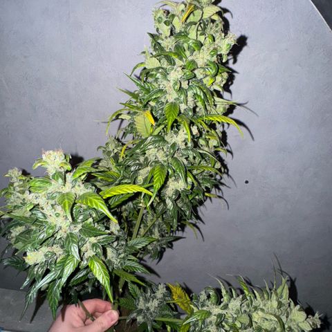 Sunset Sherbet Auto growlog timeline photo