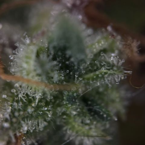 Sunset Sherbet Auto growlog timeline photo