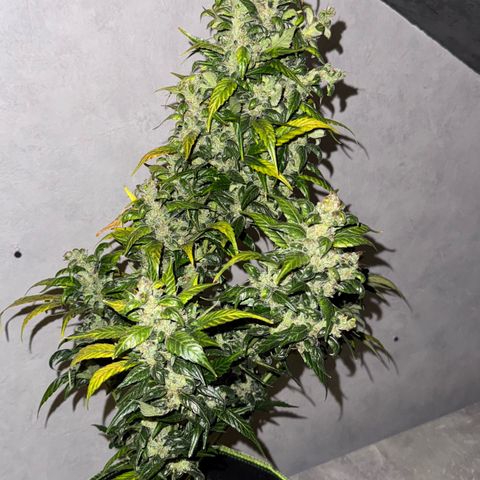 Sunset Sherbet Auto growlog timeline photo